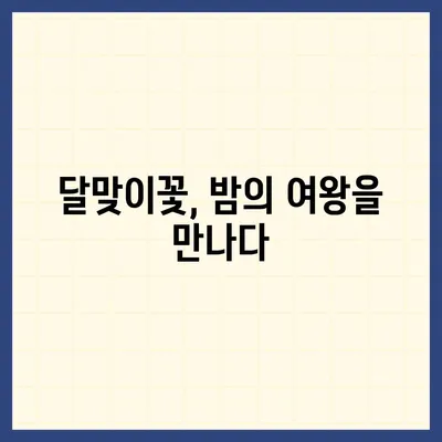 달맞이꽃의 매력, 밤하늘을 수놓는 아름다움과 효능 | 야생화, 꽃말, 전설, 약효, 재배