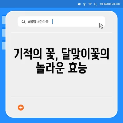 달맞이꽃의 매력, 밤하늘을 수놓는 아름다움과 효능 | 야생화, 꽃말, 전설, 약효, 재배